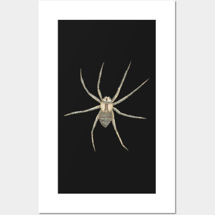 Spider Posters and Art